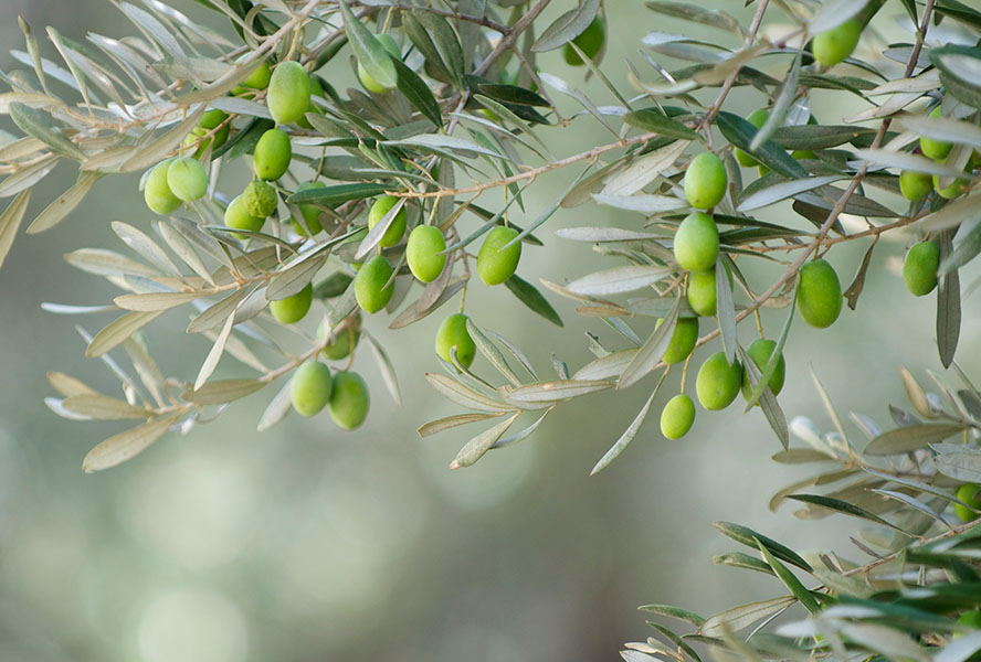 Olivenoel-Kosmetik
