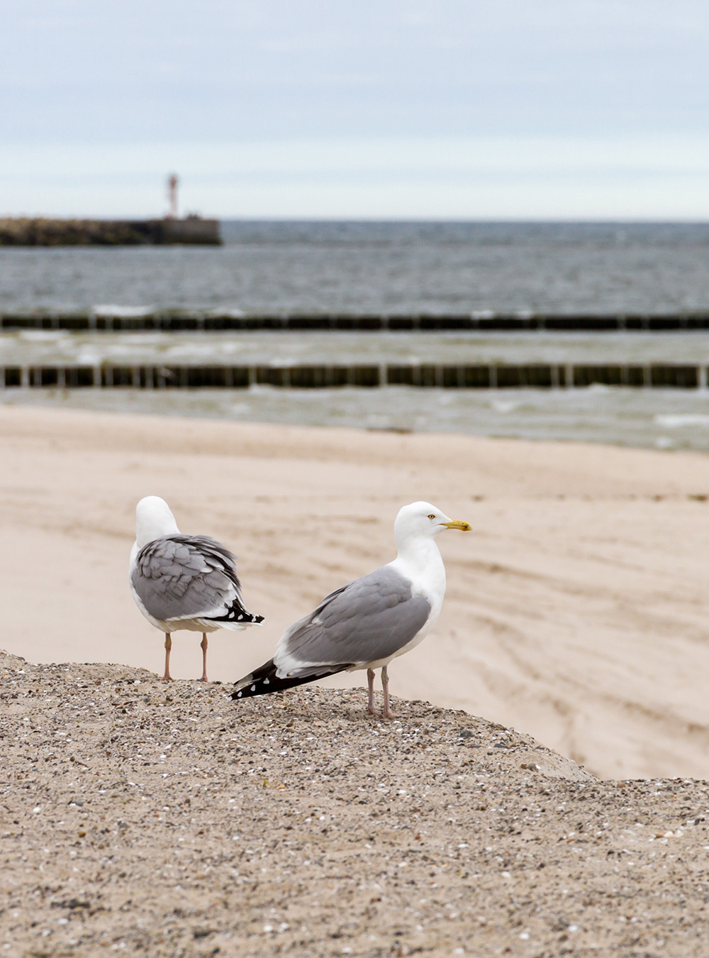 Zwei Möwen am Strand – im Hintergrund ist das Meer